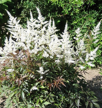 Астильба Куин Оф Холланд (Astilbe arendsii Queen Of Holland) 2л