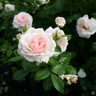 Роза Моцарт Фото