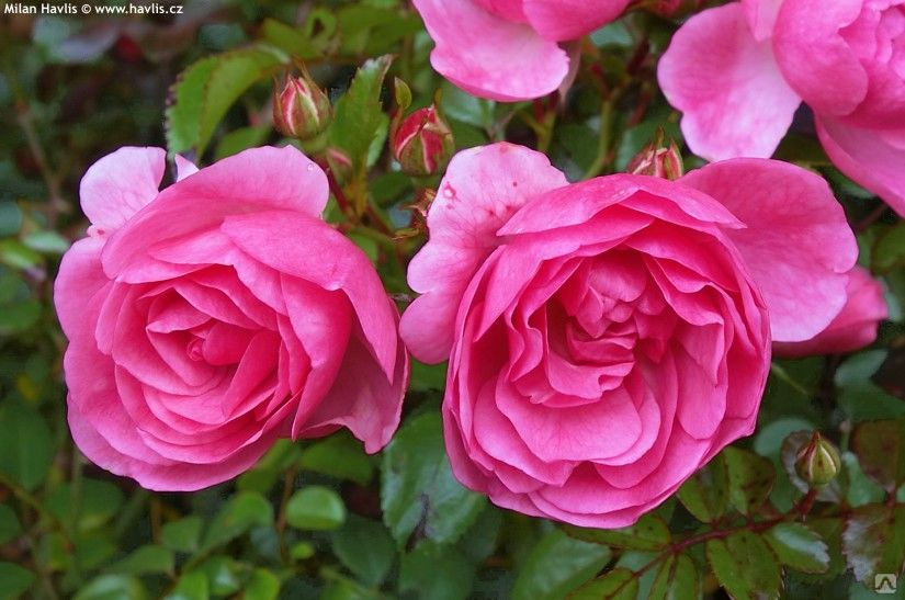 Пальменгартен франкфурт роза фото