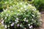 Герань Стриатум (Geranium sanguineum Striatum) 2л. #3