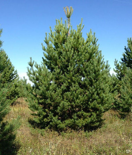 Сосна обыкновенная (Pinus sylvestris) ком, 240-260см 