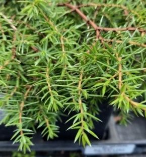 Можжевельник обыкновенный Вилседер берг (Juniperus Wilseder Berg)7,5л 30-50 2