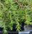 Можжевельник обыкновенный Вилседер берг (Juniperus Wilseder Berg)7,5л 30-50 #2