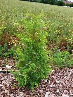 Можжевельник обыкновенный Вилседер берг (Juniperus Wilseder Berg)7,5л 30-50 3