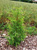 Можжевельник обыкновенный Вилседер берг (Juniperus Wilseder Berg)7,5л 30-50 #3