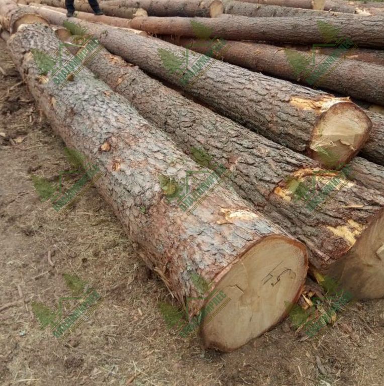 Круглый лес из России начал расти в цене