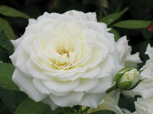 Роза флорибунда Алабастер (Rosa floribunda Alabaster ) 11л, цена в  Санкт-Петербурге от компании Вилла-планта (садовый центр и питомник  растений, ландшафтное бюро)