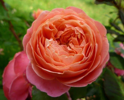 Роза чайно-гибридная Мэри Энн (Rosa tea hybrid Mary Ann) 6л