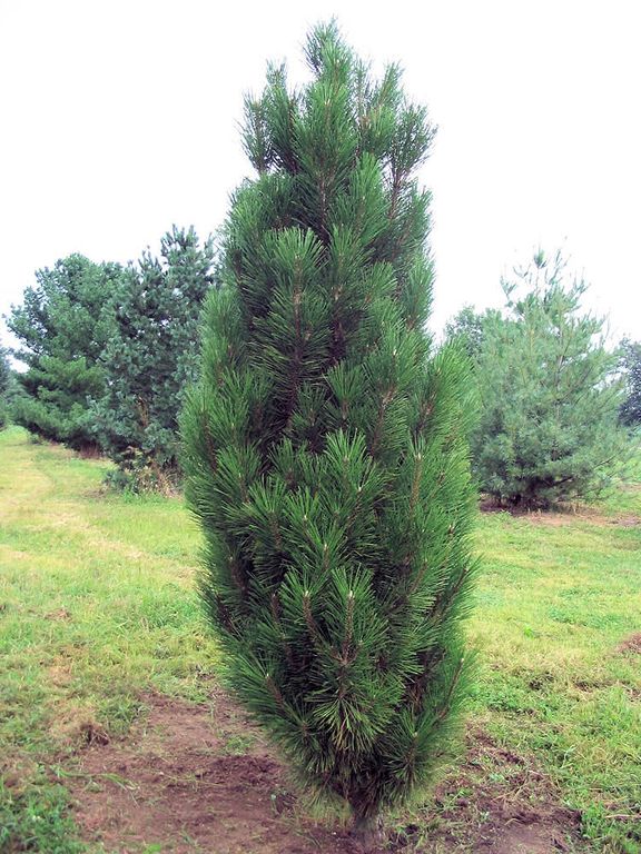 Сосна черная Грин Рокет (Pinus nigra Green Rocket) 7,5 л 40-60 см 1