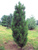 Сосна черная Грин Рокет (Pinus nigra Green Rocket) 7,5 л 40-60 см #1