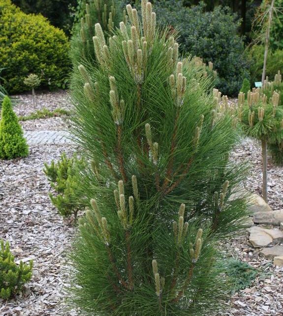 Сосна черная Грин Рокет (Pinus nigra Green Rocket) 7,5 л 40-60 см 2