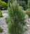 Сосна черная Грин Рокет (Pinus nigra Green Rocket) 7,5 л 40-60 см #2