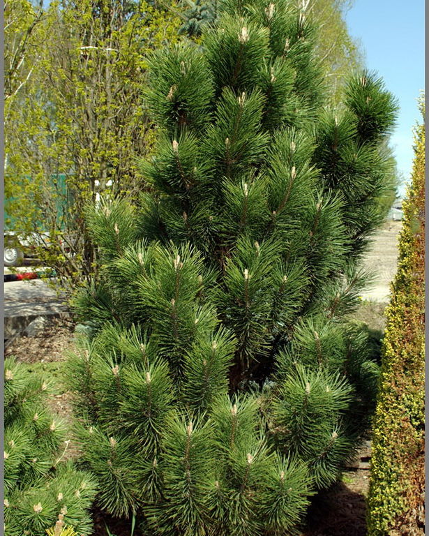 Сосна черная Грин Рокет (Pinus nigra Green Rocket) 7,5 л 40-60 см 3