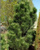 Сосна черная Грин Рокет (Pinus nigra Green Rocket) 7,5 л 40-60 см #3