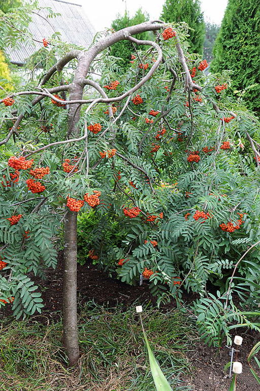 Рябина обыкновенная Диркени (Sorbus aucuparia "Dirkenii) 10л штамб 160 см H - 250 см