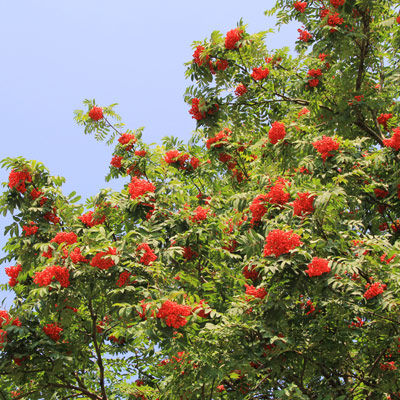 Рябина Алая крупная (Sorbus ) 150-160 см 10-15 л